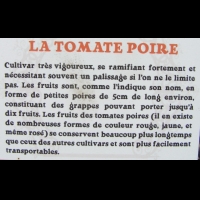 Solanacees - Tomate Poire
